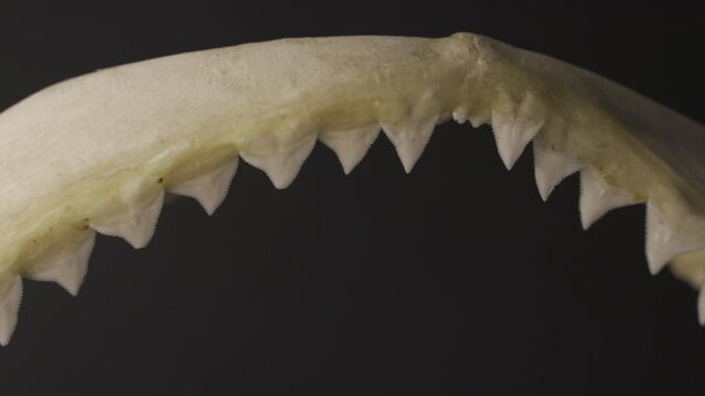 sharp teeth on the bone shark jaw close up