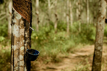 Para Rubber Tree Plantation at Nusantara Batulicin in Central Borneo. This Photo with Blurred Background.