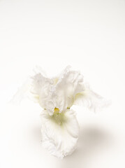 beautiful delicate white iris bloom on white background