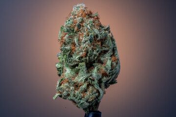 Cannabis Flower Macro - Strain: Green Crack