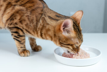 Bengal cat eats canned cat food with tuna from a white ceramic plate.