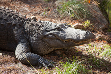 Alligator outdoors in the sunshine