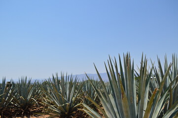 Campos de agave