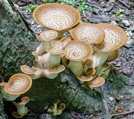Cerioporus squamosus aka Polyporus squamosus is a basidiomycete bracket fungus, with common names...