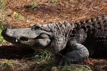 Alligator outdoors in the sunshine