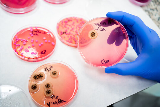 Science Research In A Lab
