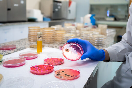 Science Research In A Lab