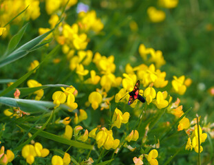 close up of a beautiful five-spot burnet moth (Zygaena trifolii) on bright yellow Bird's-foot trefoil (Lotus corniculatus)