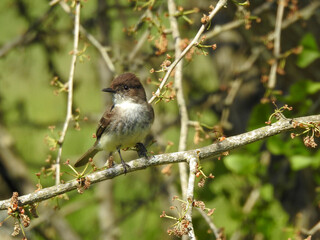 Eastern Phoebe in a Tennassee back yard