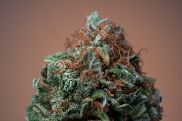 Cannabis Flower Macro - Strain: Sage & Sour