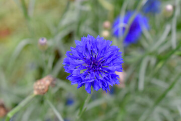 Blue cornflower or bachelor's button in a Tennessee garden