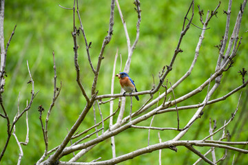 Eastern bluebird sits in a tree with a grub in his beak in Knoxville, Tn