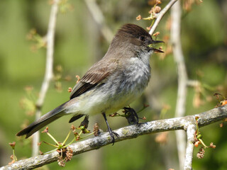 Eastern Phoebe in a Tennassee back yard