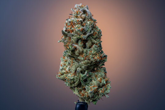 Cannabis Flower Macro - Strain: Holy Tangie
