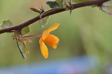 Oregon Grape Blossom Gold 01