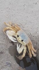 fish on the beach
