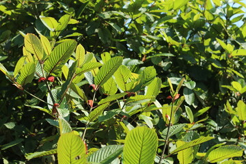 Kratom or Mitragyna speciosa plant in wild