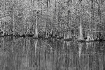 Cypress Trees om water om Black and  White