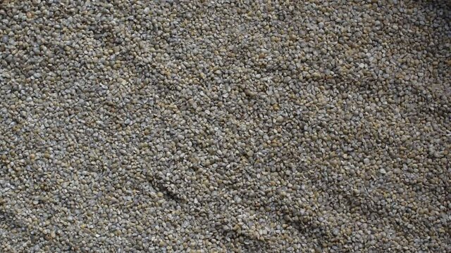 Raw broken dried Pearl millet