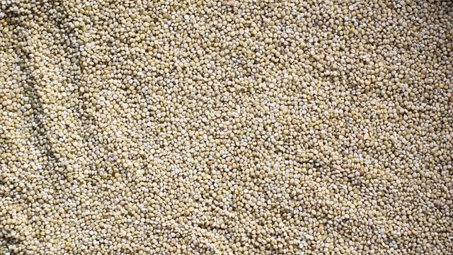 Raw whole dried Brown top millet cereal grains