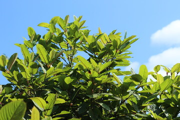 Kratom or Mitragyna speciosa plant in wild
