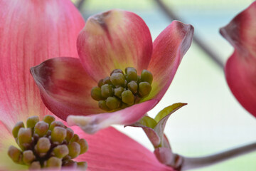 Dogwood Pink 06