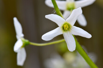 Wild Cucumber Blossom 01