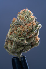 Cannabis Flower Macro - Strain: Pink Sunset