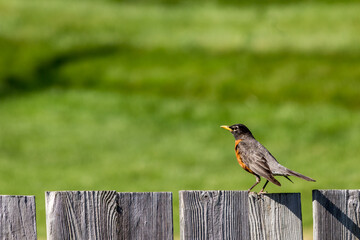 Bird on a fence