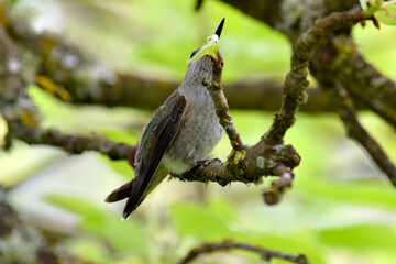 Hummingbird Branch 10