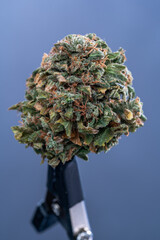Cannabis Flower Macro - Strain: Lemon