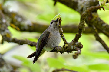 Hummingbird Branch 12