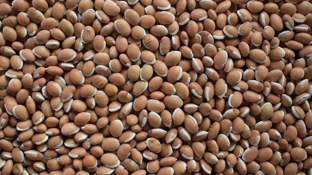 Raw whole dried brown Hyacinth beans