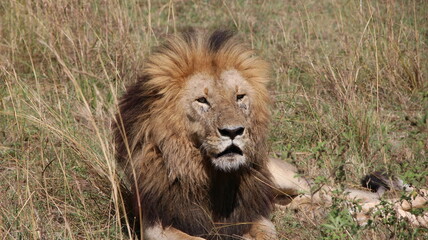 The lion is a large felid of the genus Panthera native mainly to Africa