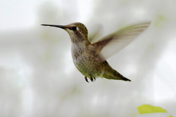 Fototapeta premium Dark Hummingbird 04