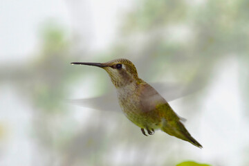 Dark Hummingbird 05