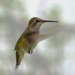 Fototapeta na wymiar Dark Hummingbird 09