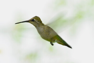 Anna's Hummingbird Profile 02