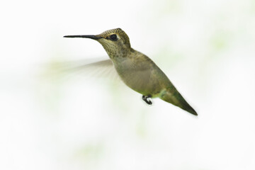 Anna's Hummingbird Profile 03