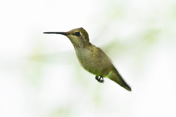 Anna's Hummingbird Profile 04