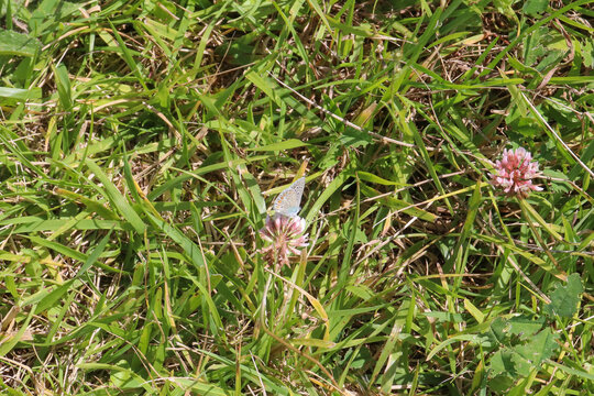 Papillon mouchet&eacute;