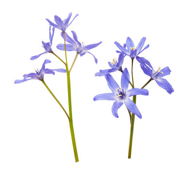 isolated blue or purple flowers Scilla or scaffolds on white background. Inflorescence of blue spring flowers