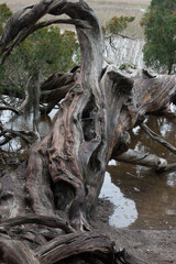 Fototapeta na wymiar Red Cedar tree at the edge of a marsh