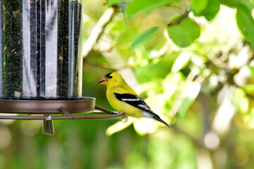Goldfinch Seed 03