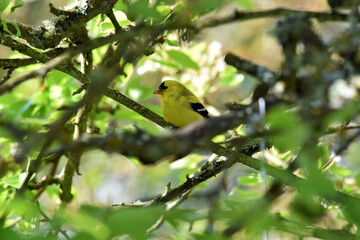 Goldfinch on Branch 01
