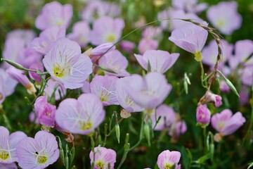 花のクローズアップ