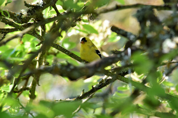 Goldfinch on Branch 02