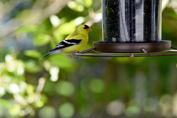Obraz premium Goldfinch Feeder 03