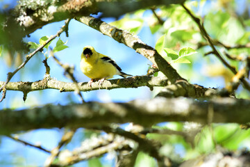 Goldfinch on Branch 03