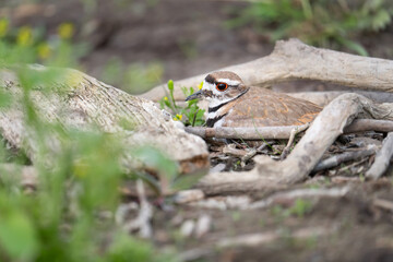 A killdeer sits on her nest at McLaughlin Bay Wildlife Reserve in Oshawa, Ontario.